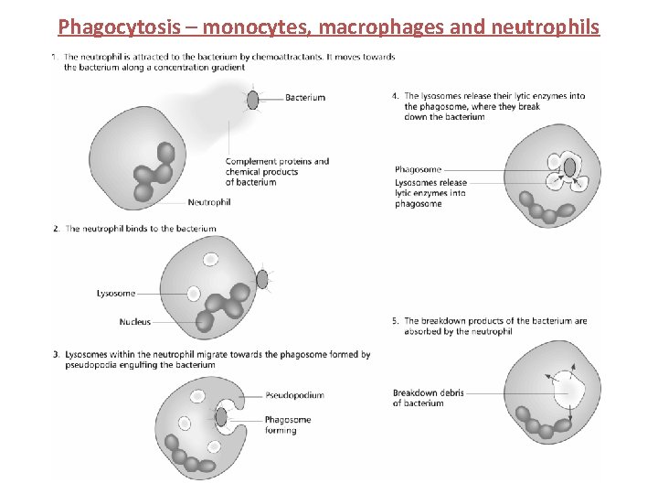 Phagocytosis – monocytes, macrophages and neutrophils 