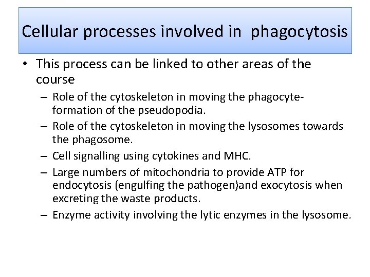 Cellular processes involved in phagocytosis • This process can be linked to other areas