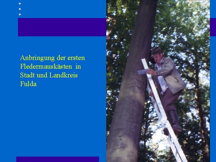 Anbringung der ersten Fledermauskästen in Stadt und Landkreis Fulda 