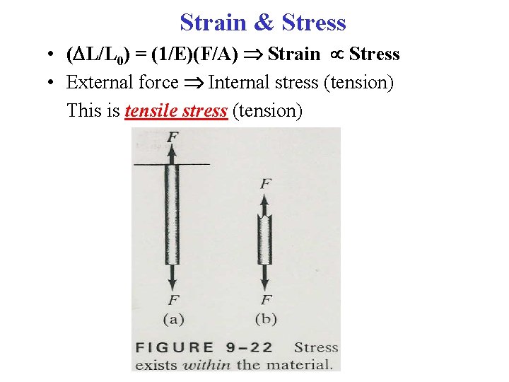 Strain & Stress • ( L/L 0) = (1/E)(F/A) Strain Stress • External force