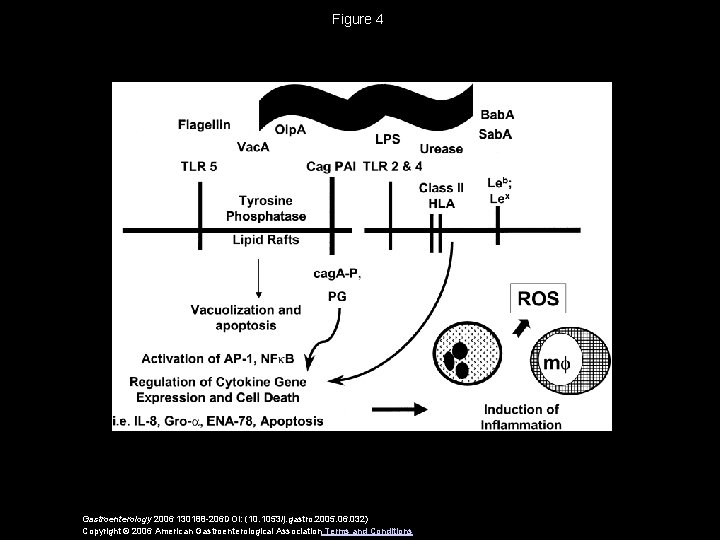 Figure 4 Gastroenterology 2006 130188 -206 DOI: (10. 1053/j. gastro. 2005. 06. 032) Copyright