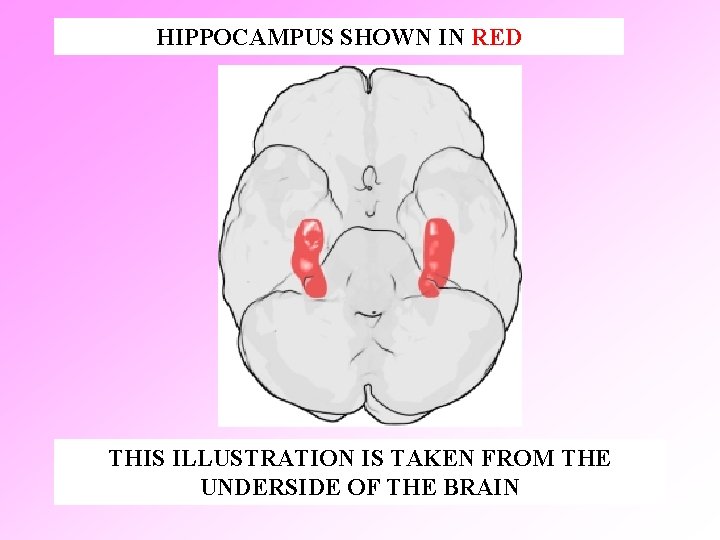 HIPPOCAMPUS SHOWN IN RED THIS ILLUSTRATION IS TAKEN FROM THE UNDERSIDE OF THE BRAIN