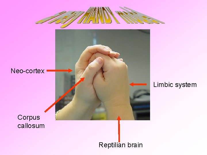Neo-cortex Limbic system Corpus callosum Reptilian brain 