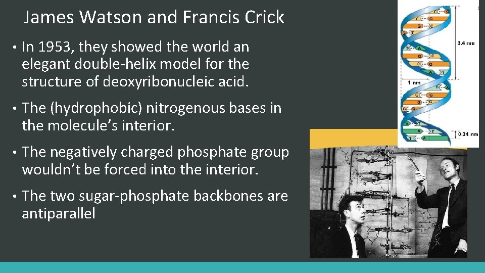 James Watson and Francis Crick • In 1953, they showed the world an elegant