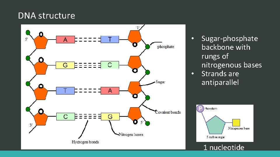 DNA structure • Sugar-phosphate backbone with rungs of nitrogenous bases • Strands are antiparallel