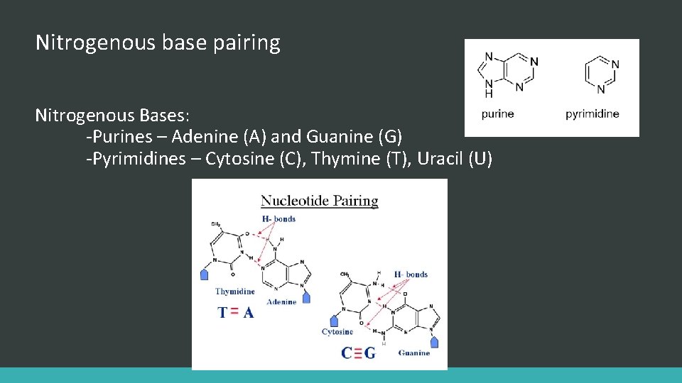 Nitrogenous base pairing Nitrogenous Bases: -Purines – Adenine (A) and Guanine (G) -Pyrimidines –