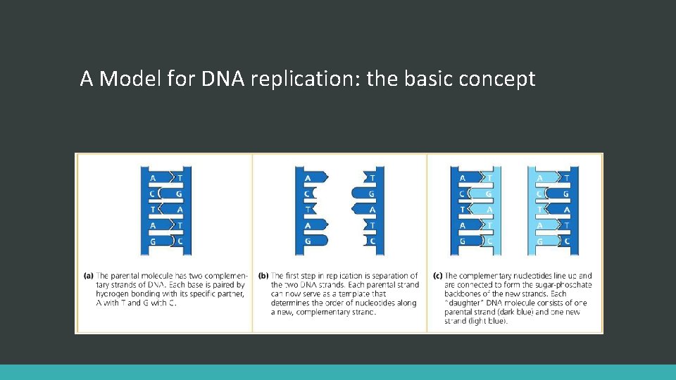 A Model for DNA replication: the basic concept 