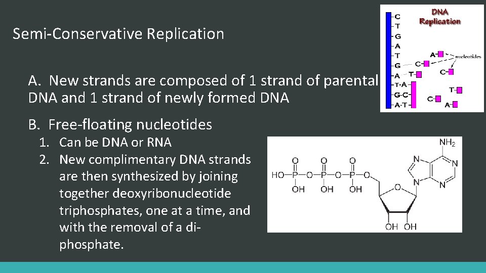 Semi-Conservative Replication A. New strands are composed of 1 strand of parental DNA and