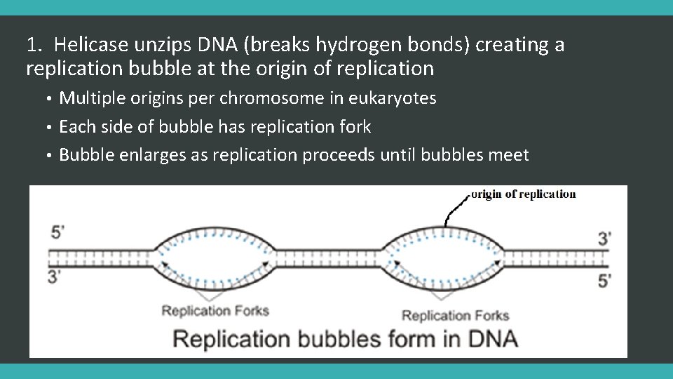 1. Helicase unzips DNA (breaks hydrogen bonds) creating a replication bubble at the origin