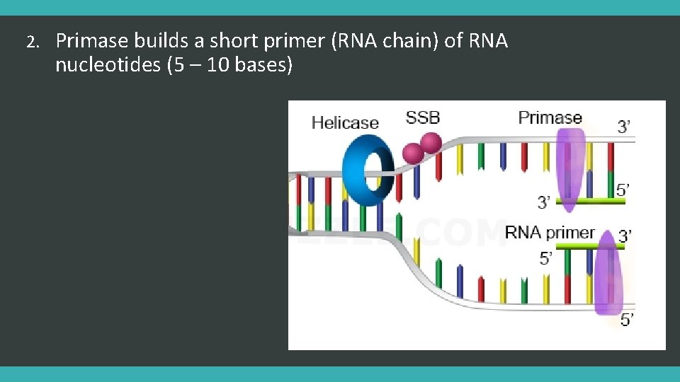 2. Primase builds a short primer (RNA chain) of RNA nucleotides (5 – 10