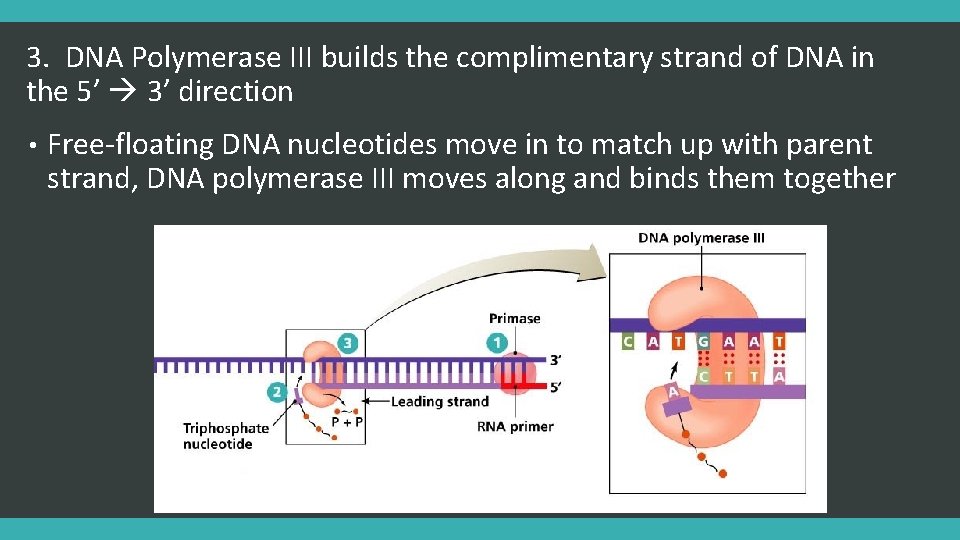 3. DNA Polymerase III builds the complimentary strand of DNA in the 5’ 3’