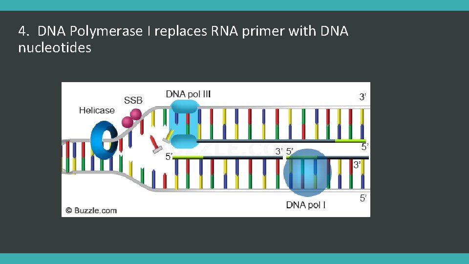 4. DNA Polymerase I replaces RNA primer with DNA nucleotides 