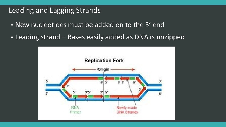 Leading and Lagging Strands • New nucleotides must be added on to the 3’