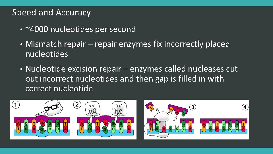 Speed and Accuracy • ~4000 nucleotides per second • Mismatch repair – repair enzymes