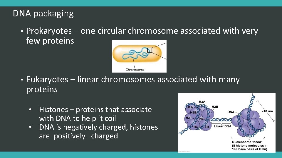 DNA packaging • Prokaryotes – one circular chromosome associated with very few proteins •