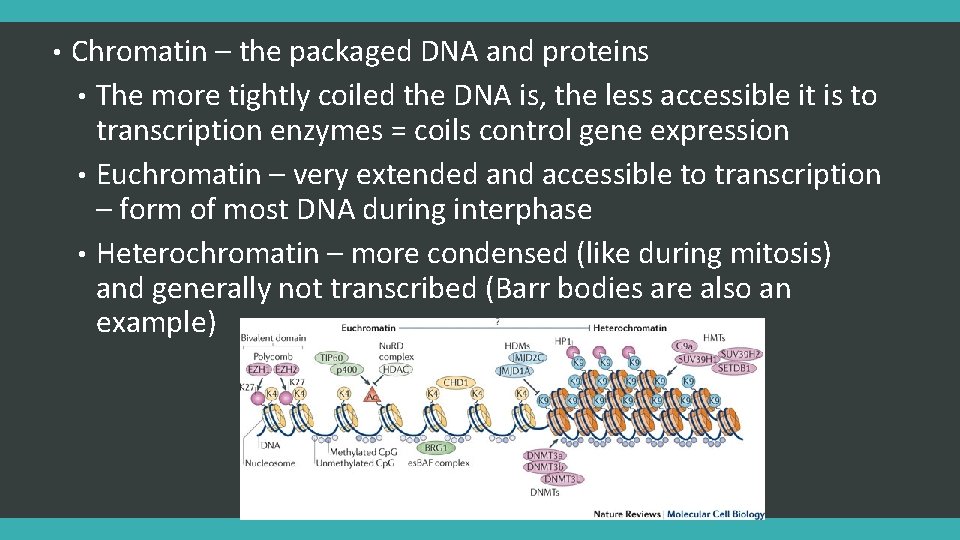 • Chromatin – the packaged DNA and proteins • The more tightly coiled