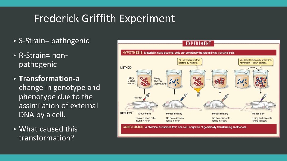 Frederick Griffith Experiment • S-Strain= pathogenic • R-Strain= nonpathogenic • Transformation-a change in genotype