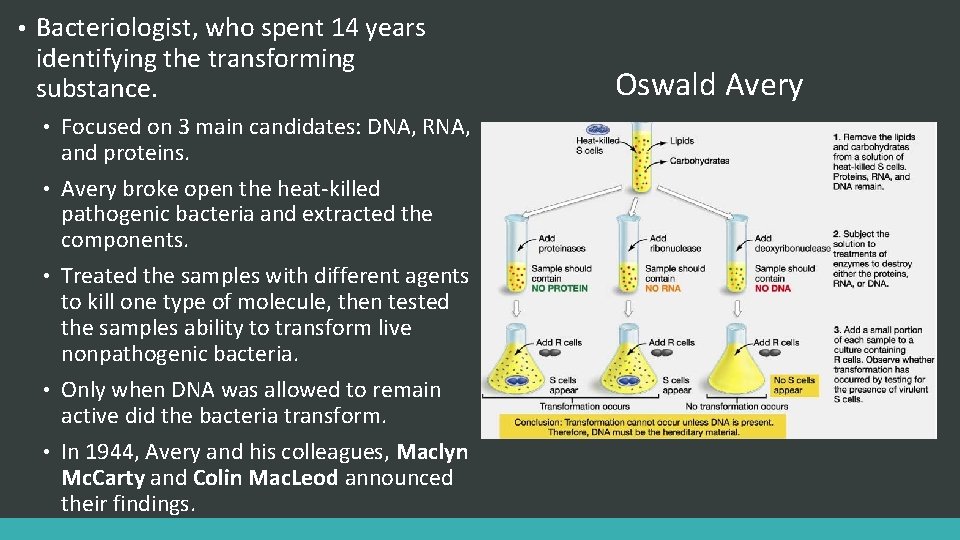  • Bacteriologist, who spent 14 years identifying the transforming substance. • • •