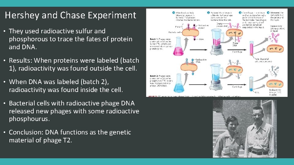 Hershey and Chase Experiment • They used radioactive sulfur and phosphorous to trace the