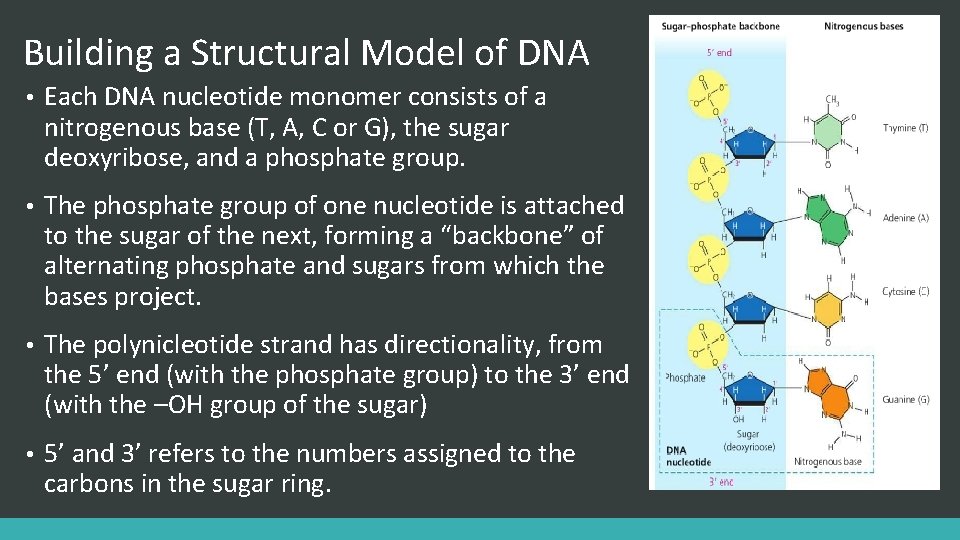 Building a Structural Model of DNA • Each DNA nucleotide monomer consists of a
