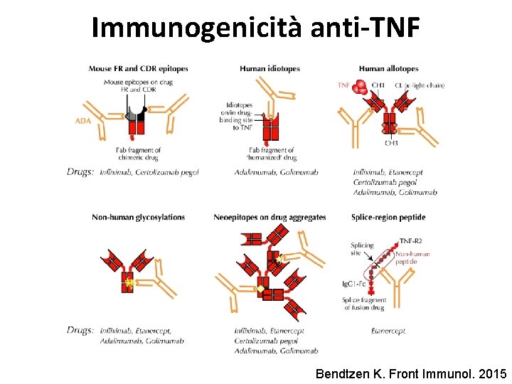 Immunogenicità anti-TNF Bendtzen K. Front Immunol. 2015 