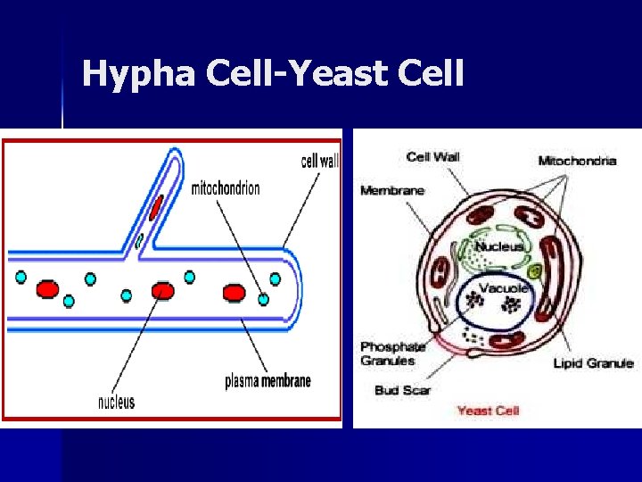 Hypha Cell-Yeast Cell 