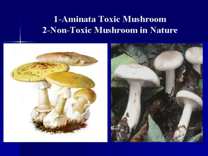 1 -Aminata Toxic Mushroom 2 -Non-Toxic Mushroom in Nature 
