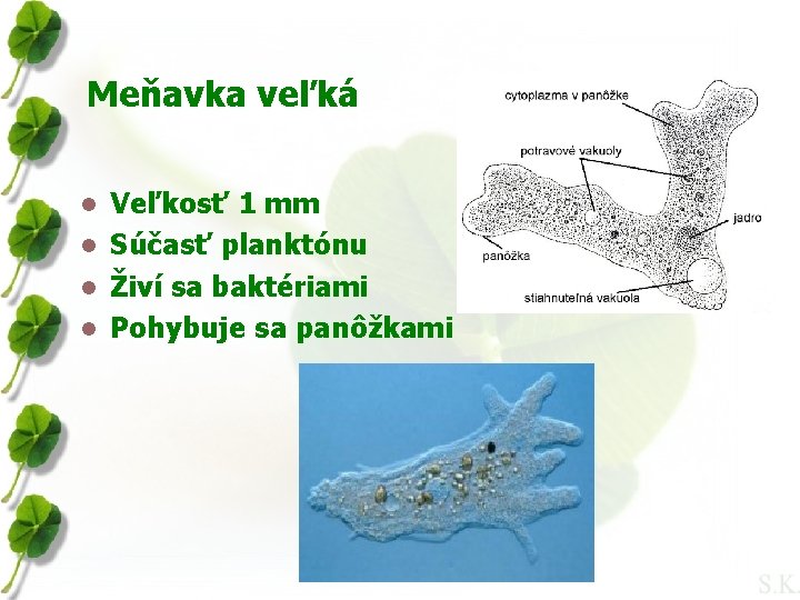 Meňavka veľká Veľkosť 1 mm l Súčasť planktónu l Živí sa baktériami l Pohybuje