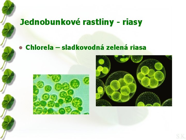 Jednobunkové rastliny - riasy l Chlorela – sladkovodná zelená riasa 