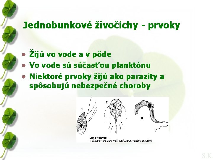 Jednobunkové živočíchy - prvoky Žijú vo vode a v pôde l Vo vode sú