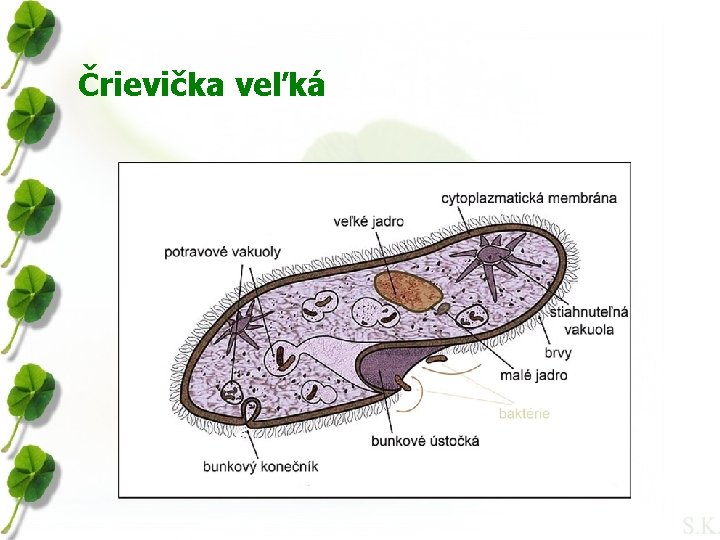 Črievička veľká 