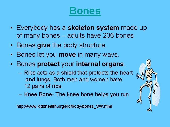 Bones • Everybody has a skeleton system made up of many bones – adults