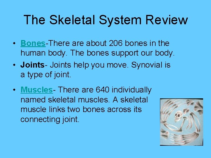 The Skeletal System Review • Bones-There about 206 bones in the human body. The