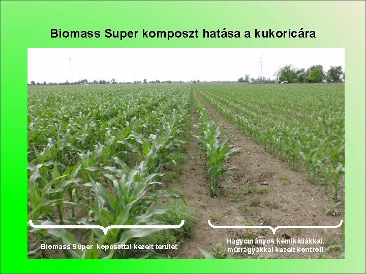 Biomass Super komposzt hatása a kukoricára Biomass Super koposzttal kezelt terület Hagyományos kemikáliákkal, műtrágyákkal