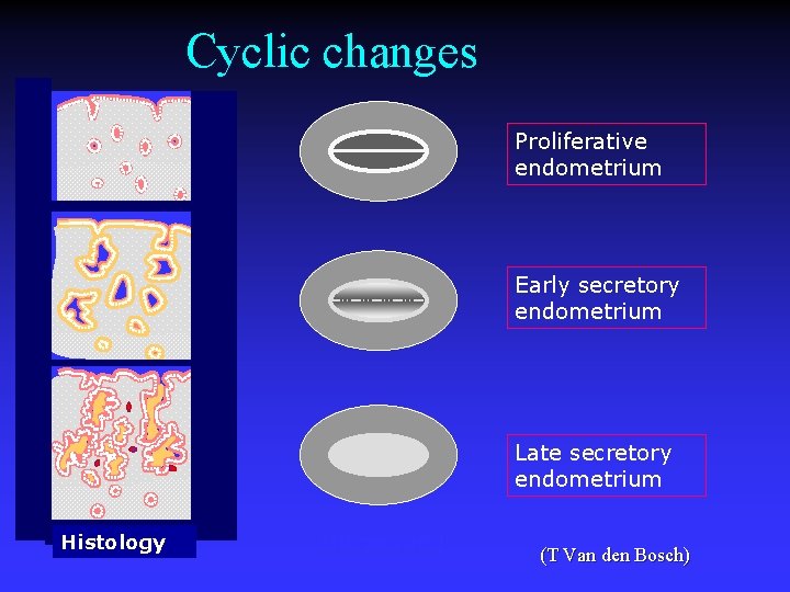 Cyclic changes Proliferative endometrium Early secretory endometrium Late secretory endometrium Histology Ultrasound (T Van