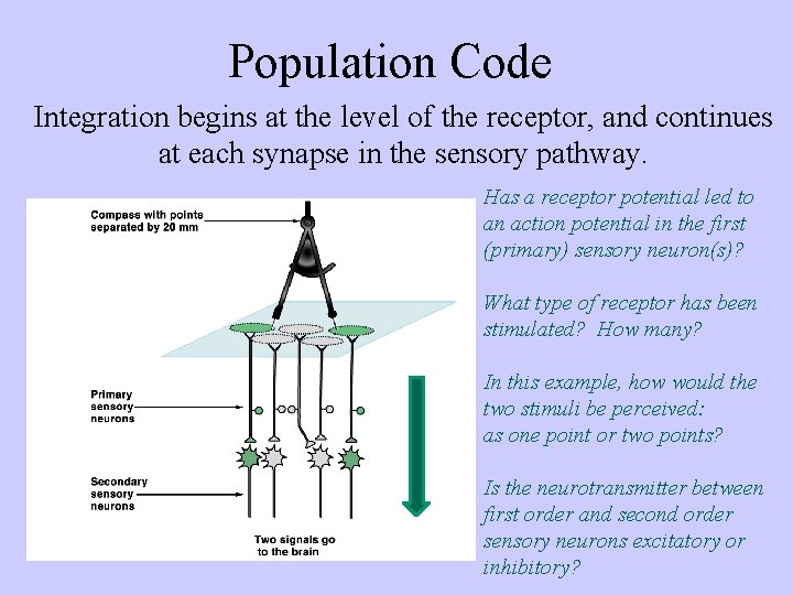 Population Code Integration begins at the level of the receptor, and continues at each
