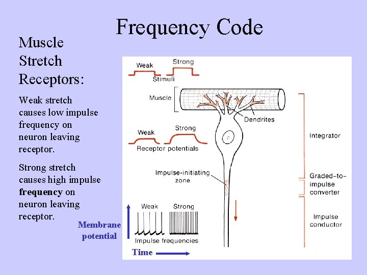 Muscle Stretch Receptors: Frequency Code Weak stretch causes low impulse frequency on neuron leaving