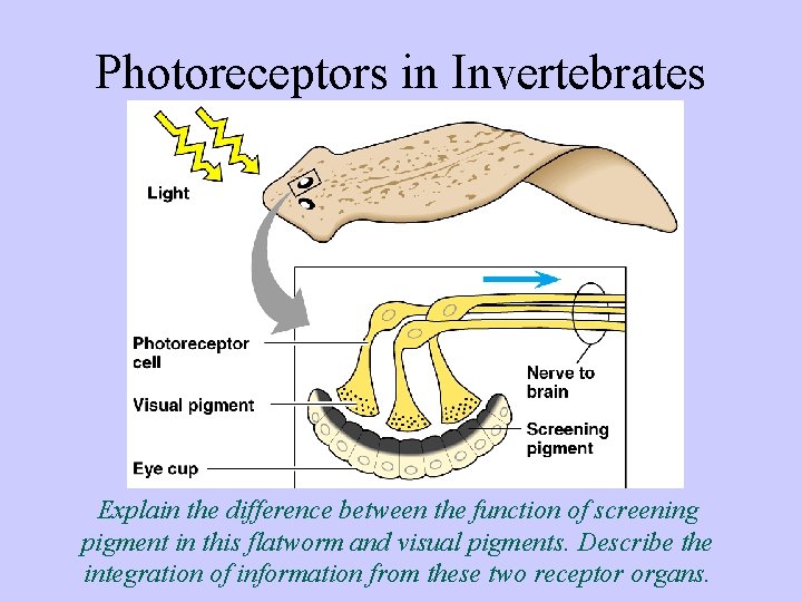 Photoreceptors in Invertebrates Explain the difference between the function of screening pigment in this
