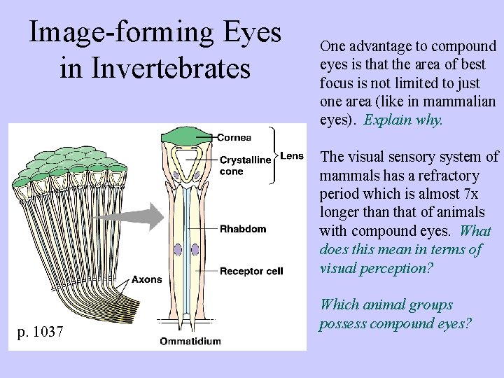 Image-forming Eyes in Invertebrates One advantage to compound eyes is that the area of