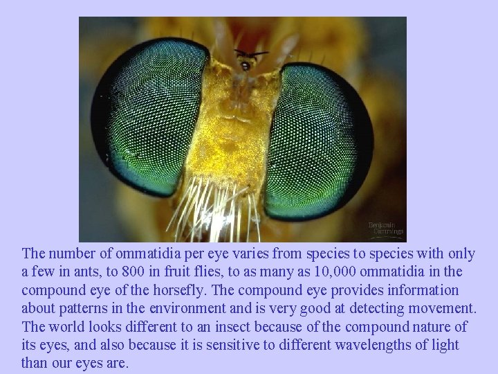 The number of ommatidia per eye varies from species to species with only a