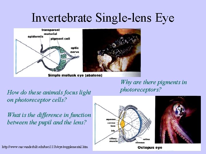 Invertebrate Single-lens Eye How do these animals focus light on photoreceptor cells? What is