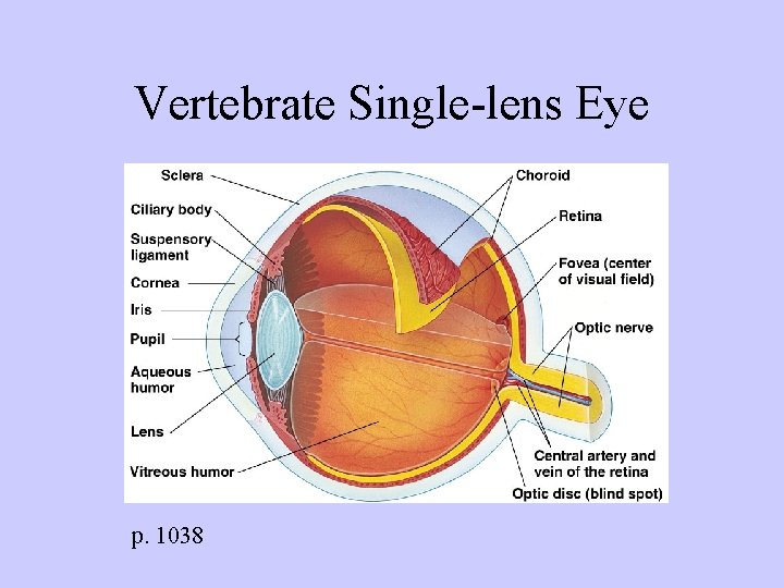 Vertebrate Single-lens Eye p. 1038 