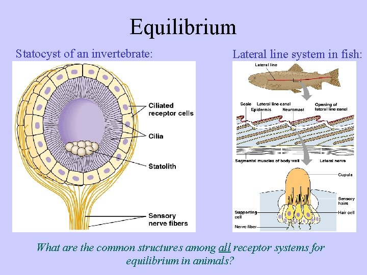 Equilibrium Statocyst of an invertebrate: Lateral line system in fish: What are the common