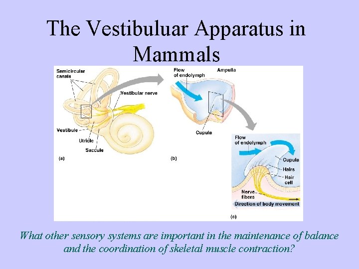The Vestibuluar Apparatus in Mammals What other sensory systems are important in the maintenance