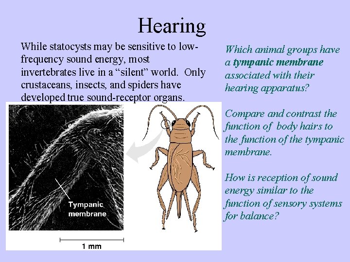 Hearing While statocysts may be sensitive to lowfrequency sound energy, most invertebrates live in