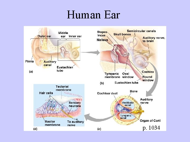 Human Ear p. 1034 