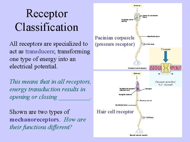 Receptor Classification All receptors are specialized to act as transducers; transforming one type of
