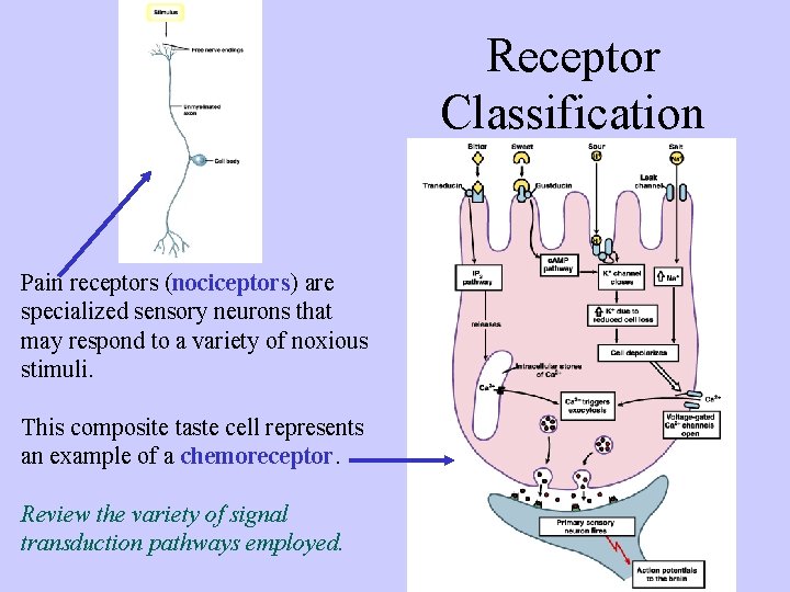 Receptor Classification Pain receptors (nociceptors) are specialized sensory neurons that may respond to a