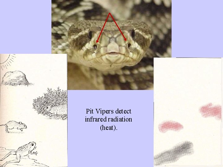 Pit Vipers detect infrared radiation (heat). 