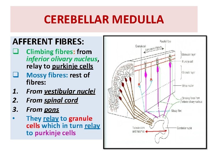 CEREBELLAR MEDULLA AFFERENT FIBRES: q Climbing fibres: from inferior olivary nucleus, nucleus relay to